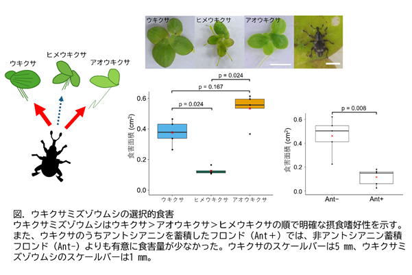 ウキクサを食べる虫の"選り好み" －日本に生育する３種のウキクサに対するウキクサミズゾウムシの 摂食嗜好性を解明－