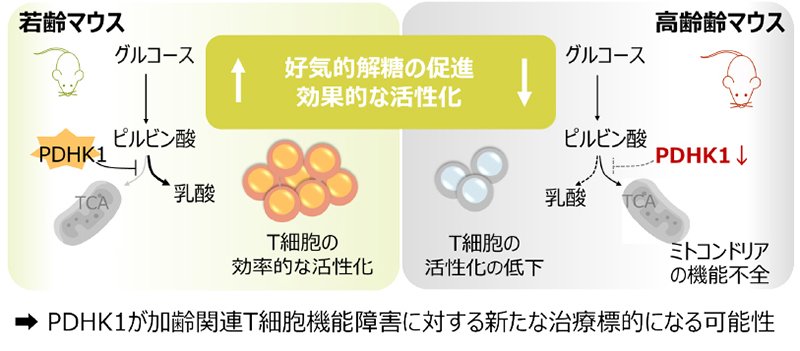 seibutsu20260520_01.jpg