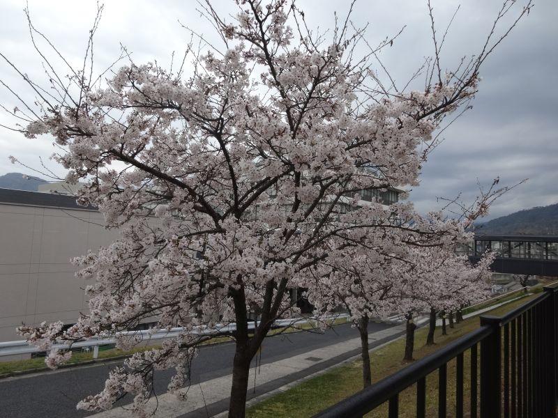 eibun20170406_06.jpg