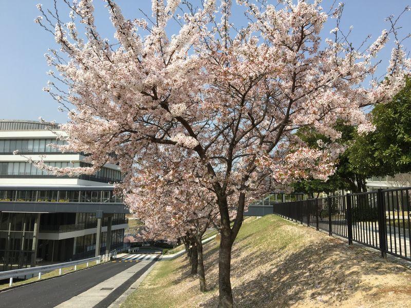eibun20180405_05.jpg