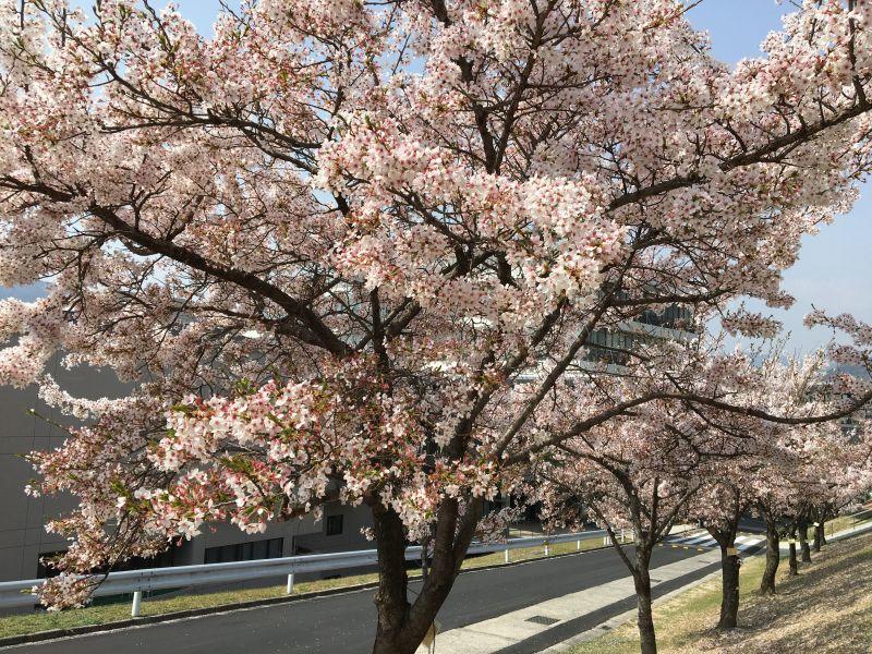 eibun20180405_08.jpg
