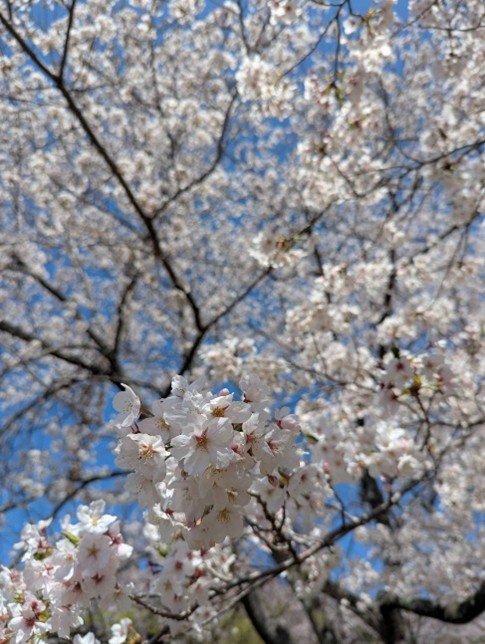 jikyo20260424_01.jpg