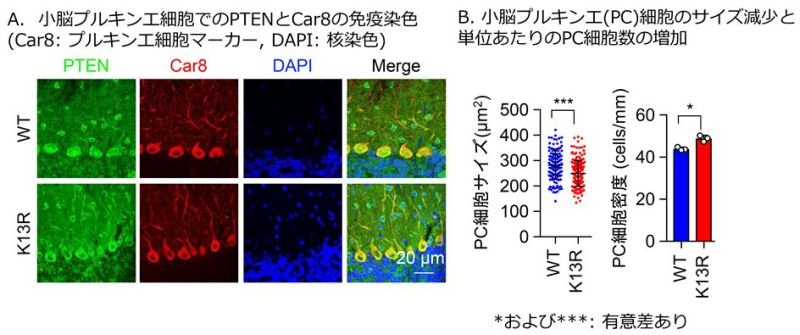 衛生薬学分野による研究成果が「Genes to Cells」誌に掲載され