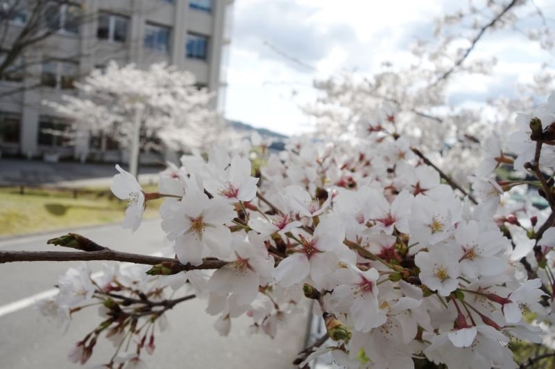 20250404_koukyou5.JPG