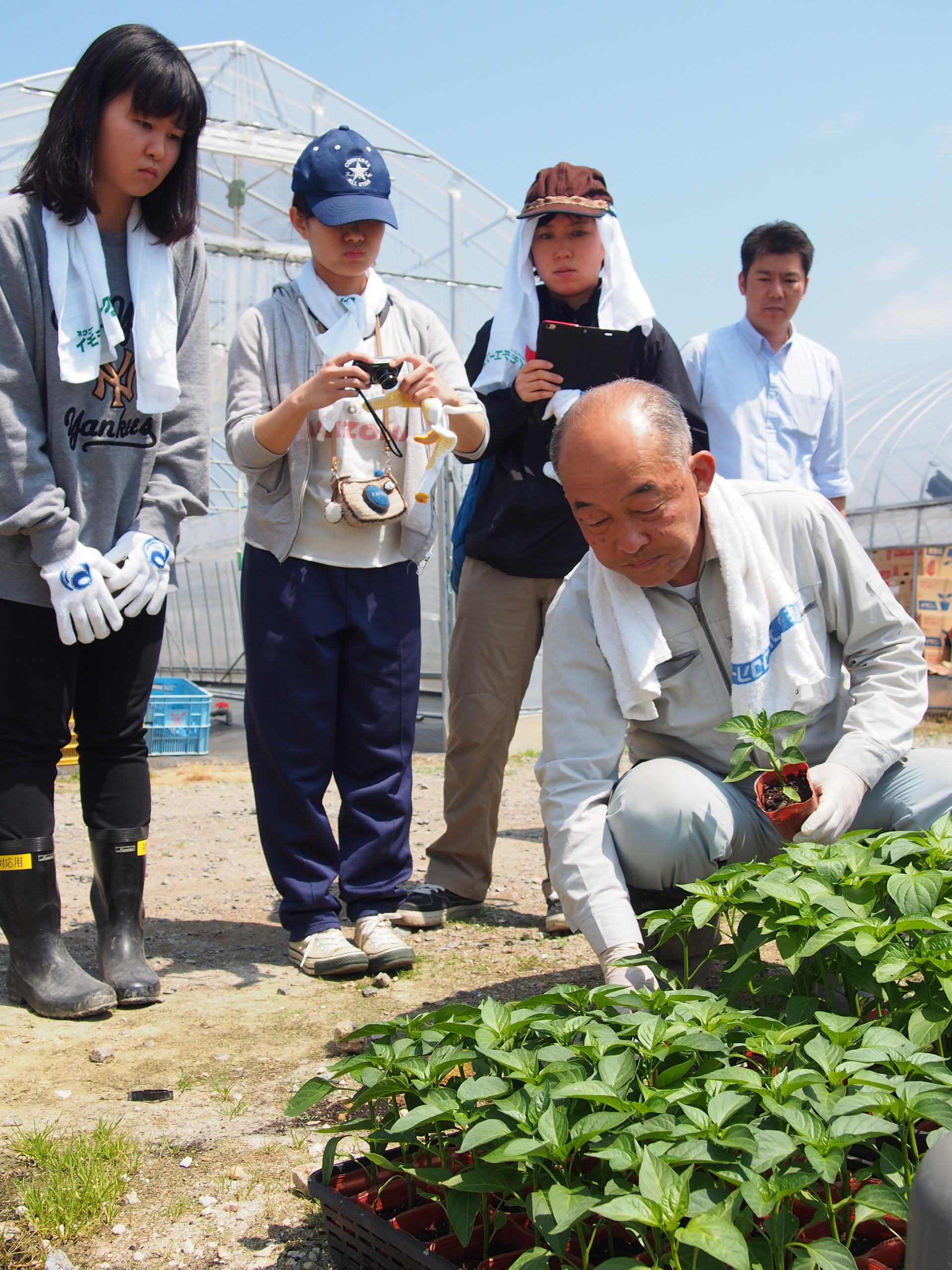 2015_5_9+こどもピーマン定植作業１（ＪＡ西日本営農技術センター）.jpg