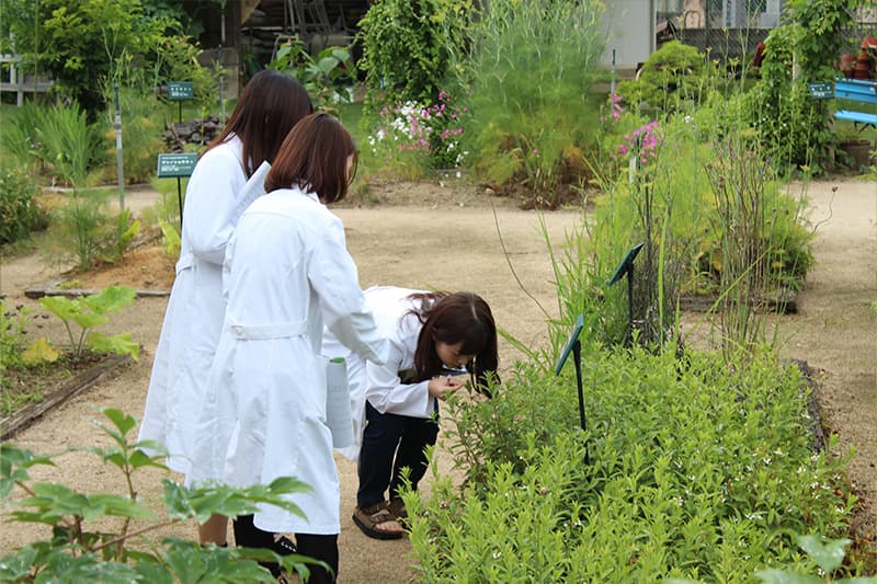 植物学フィールドリサーチ